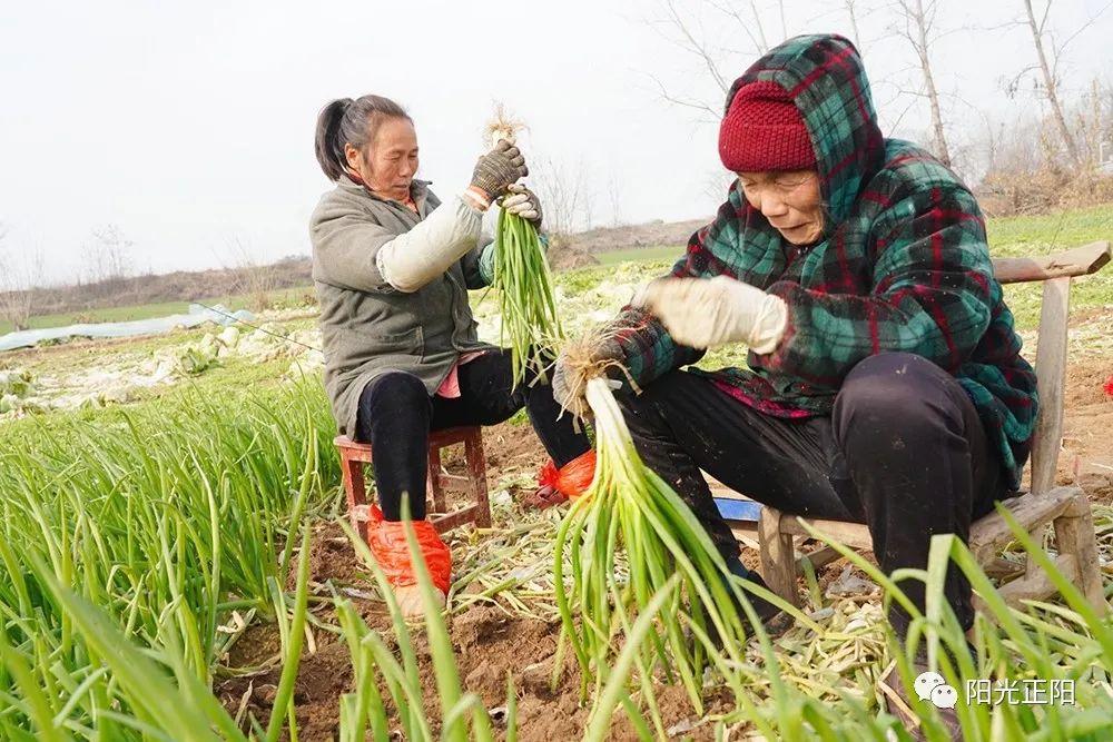 大葱批发价格最新消息