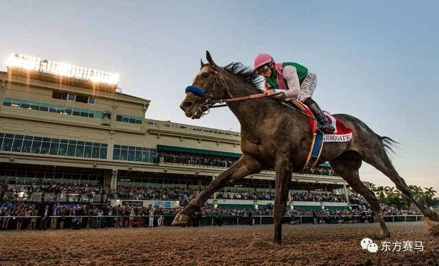 香港今晚开什么特马,香港今晚开什么特马，探索赛马文化背后的故事